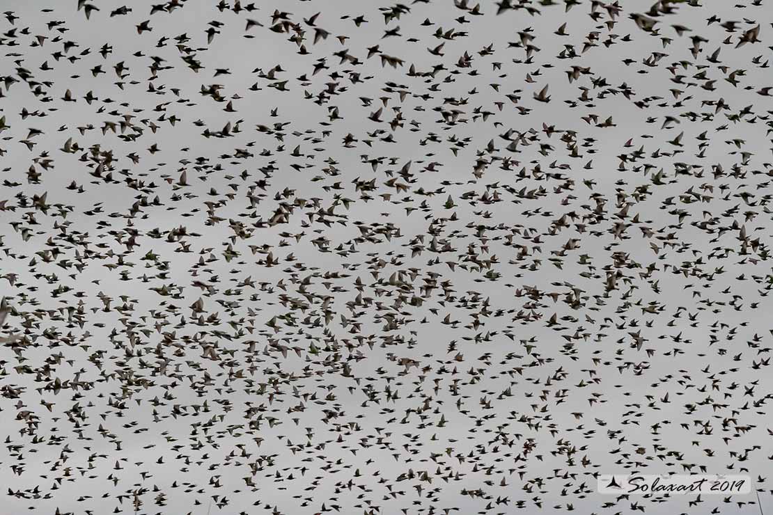 Sturnus vulgaris; Storno; Common starling