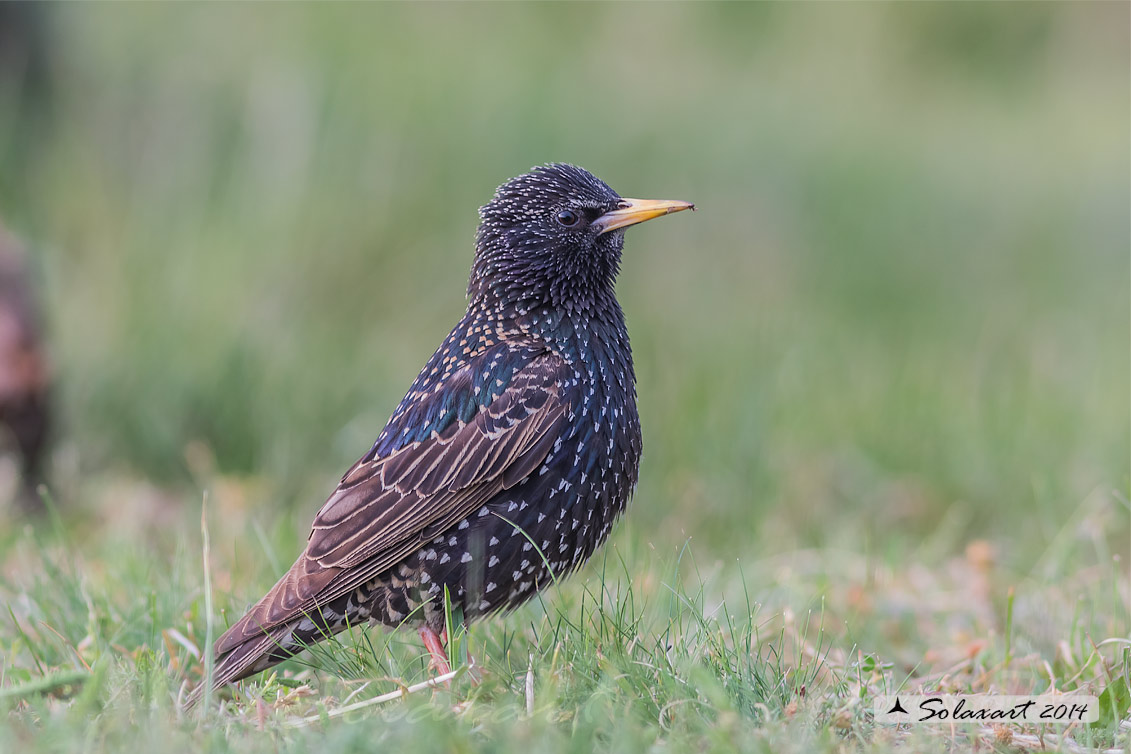 Sturnus vulgaris; Storno; Common starling