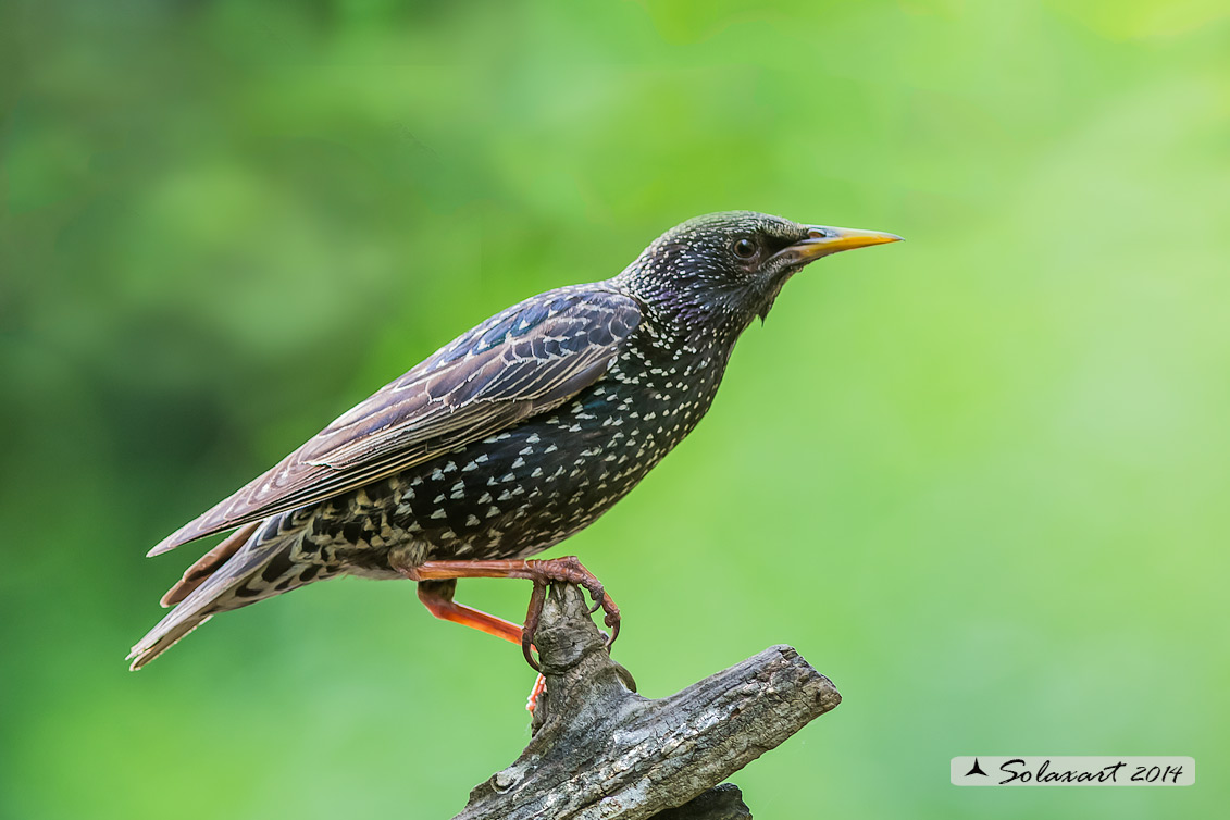 Sturnus vulgaris; Storno; Common starling