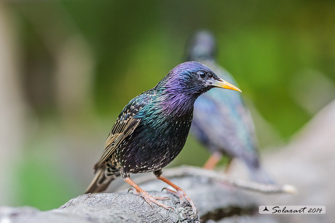 Sturnus vulgaris; Storno; Common starling