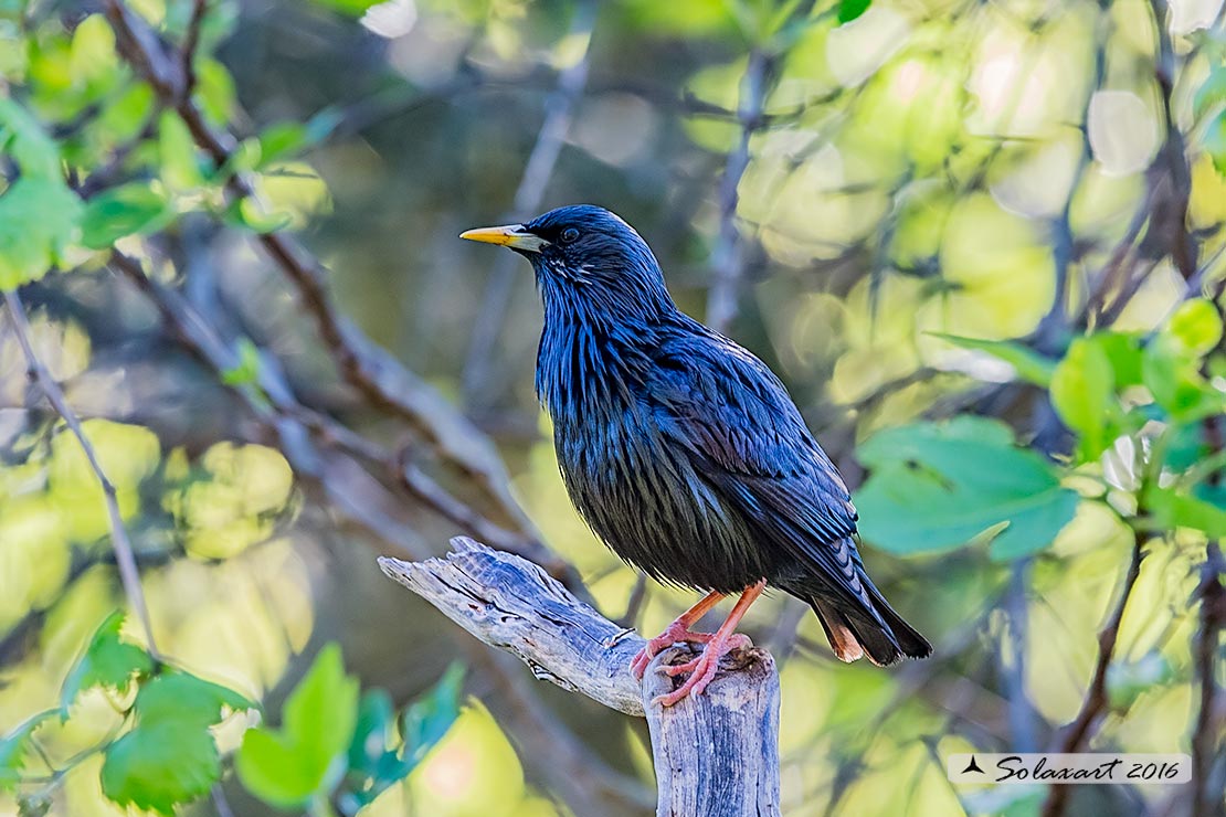 Sturnus unicolor :  Storno nero ;  Spotless starling