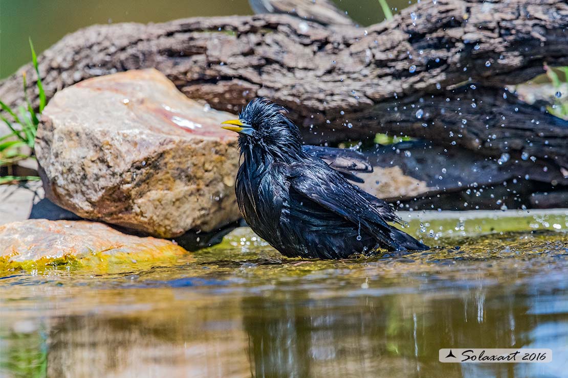 Sturnus unicolor :  Storno nero ;  Spotless starling