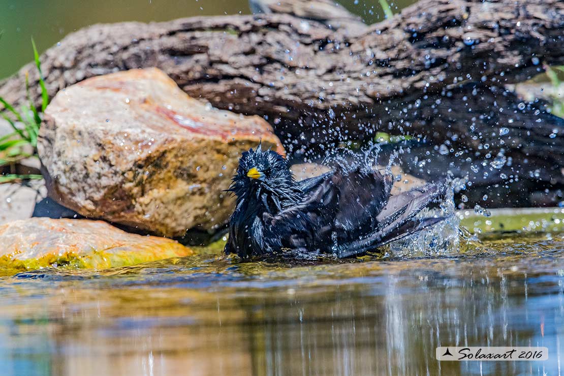 Sturnus unicolor :  Storno nero ;  Spotless starling