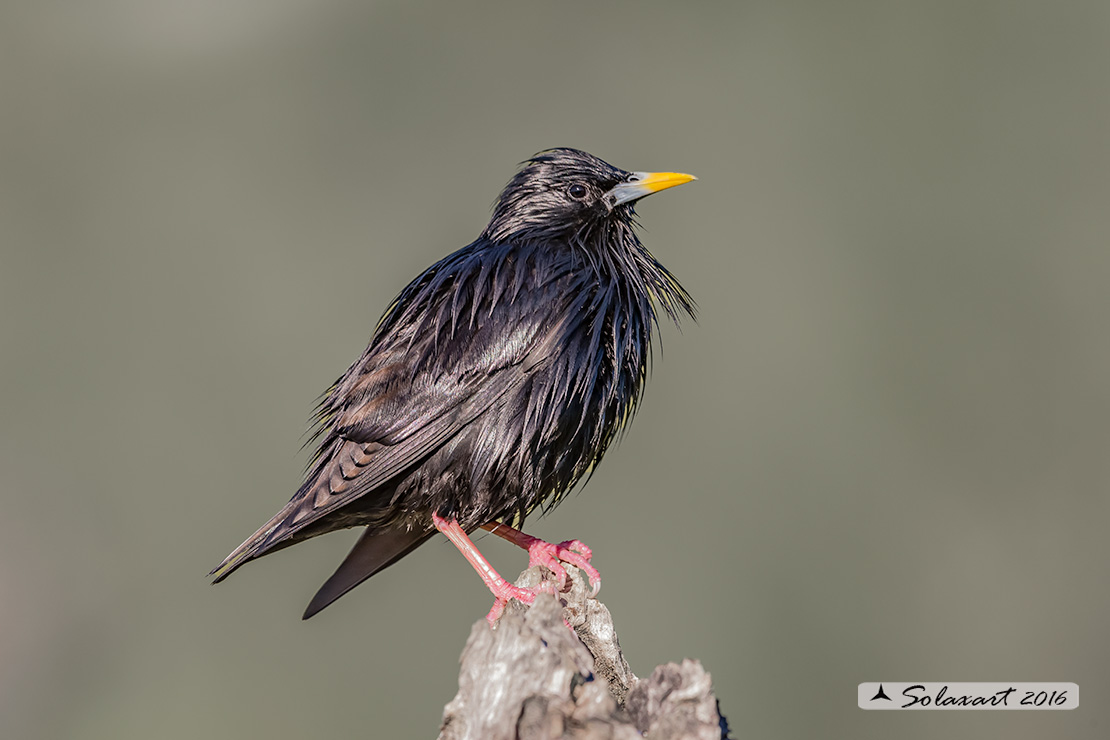 Sturnus unicolor :  Storno nero ;  Spotless starling