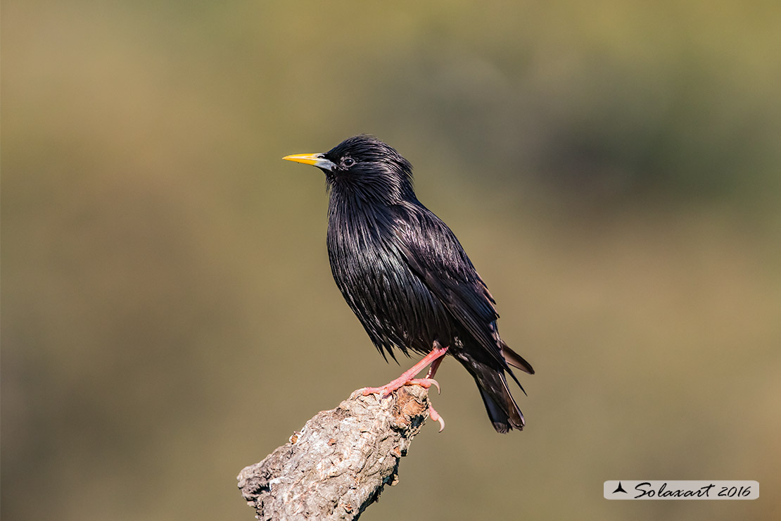 Sturnus unicolor :  Storno nero ;  Spotless starling