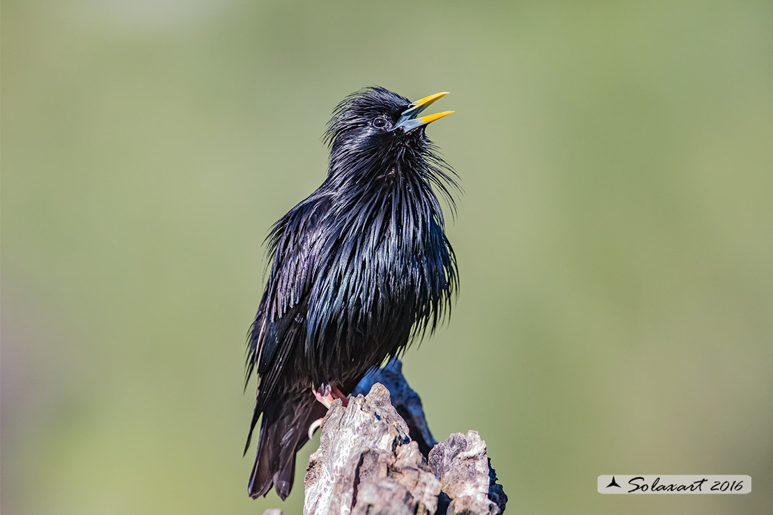 Sturnus unicolor :  Storno nero ;  Spotless starling