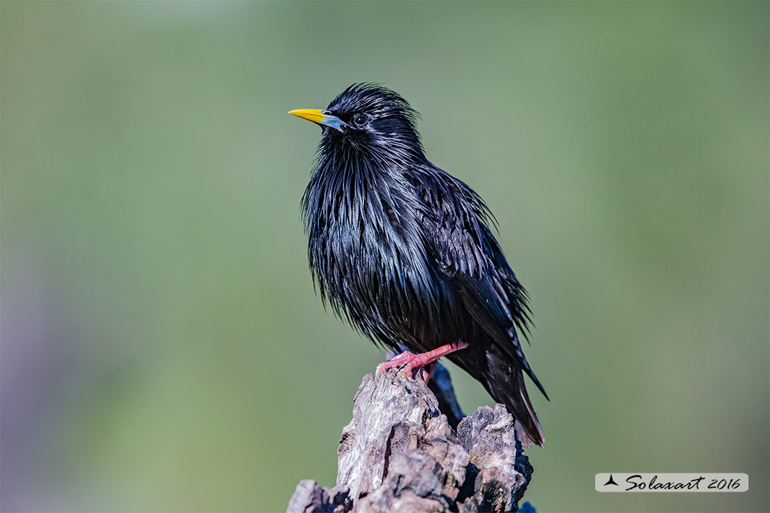 Sturnus unicolor :  Storno nero ;  Spotless starling