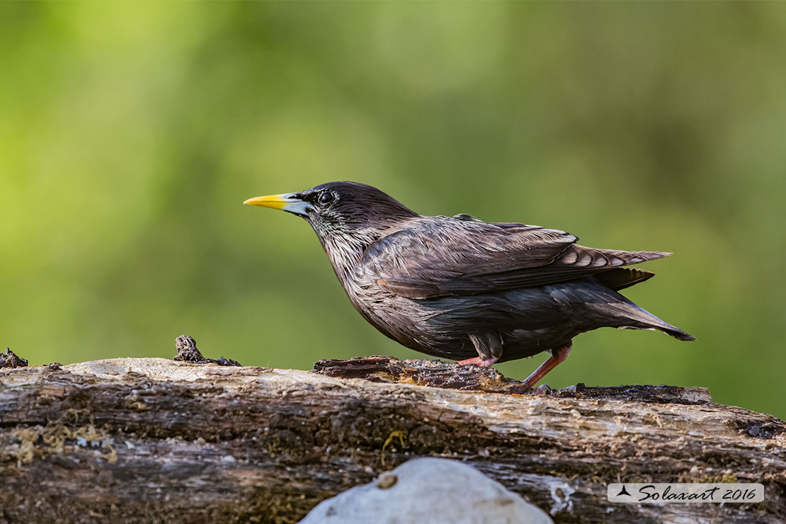 Sturnus unicolor :  Storno nero ;  Spotless starling