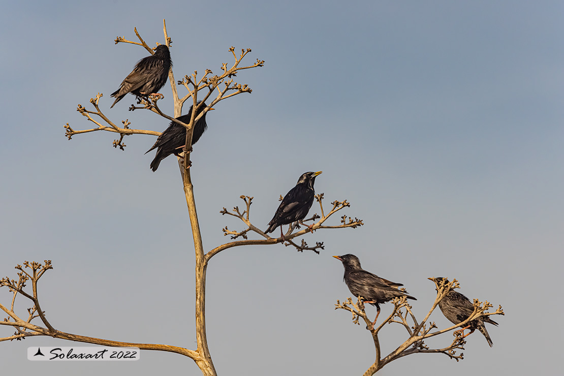 Sturnus unicolor :  Storno nero ;  Spotless starling