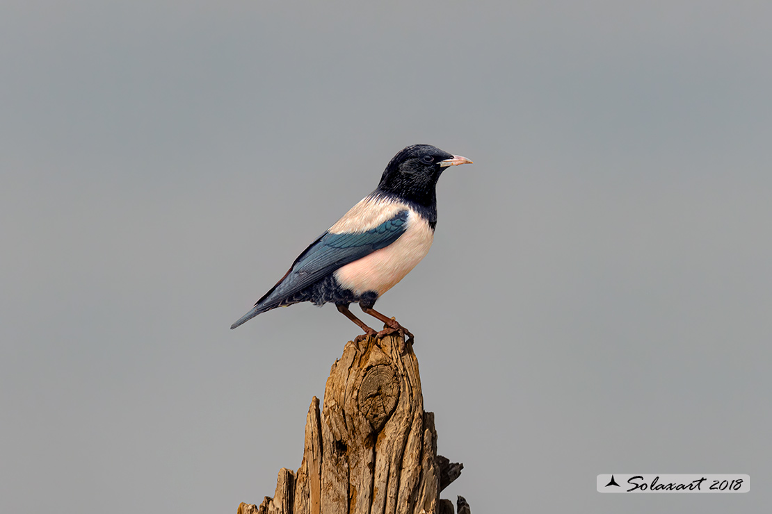 Pastor roseus :  Storno roseo ;  Rosy starling