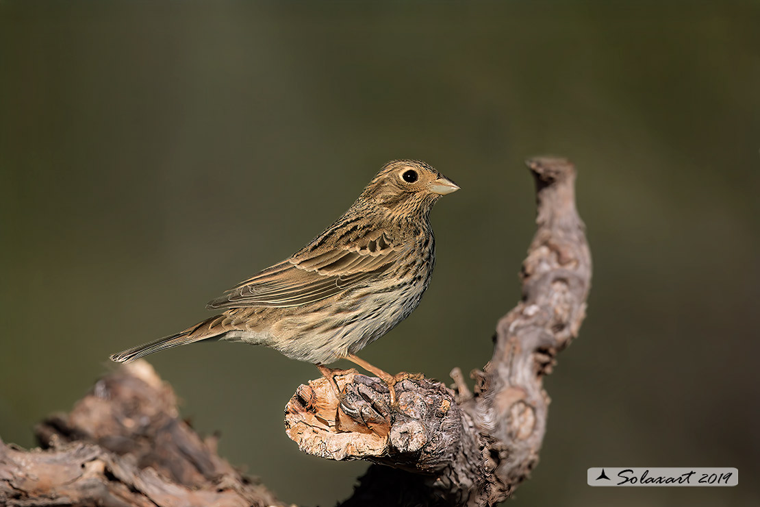Emberiza calandra - Strillozzo - Corn Bunting