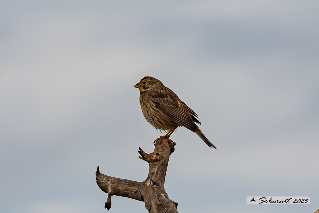 Emberiza calandra - Strillozzo - Corn Bunting