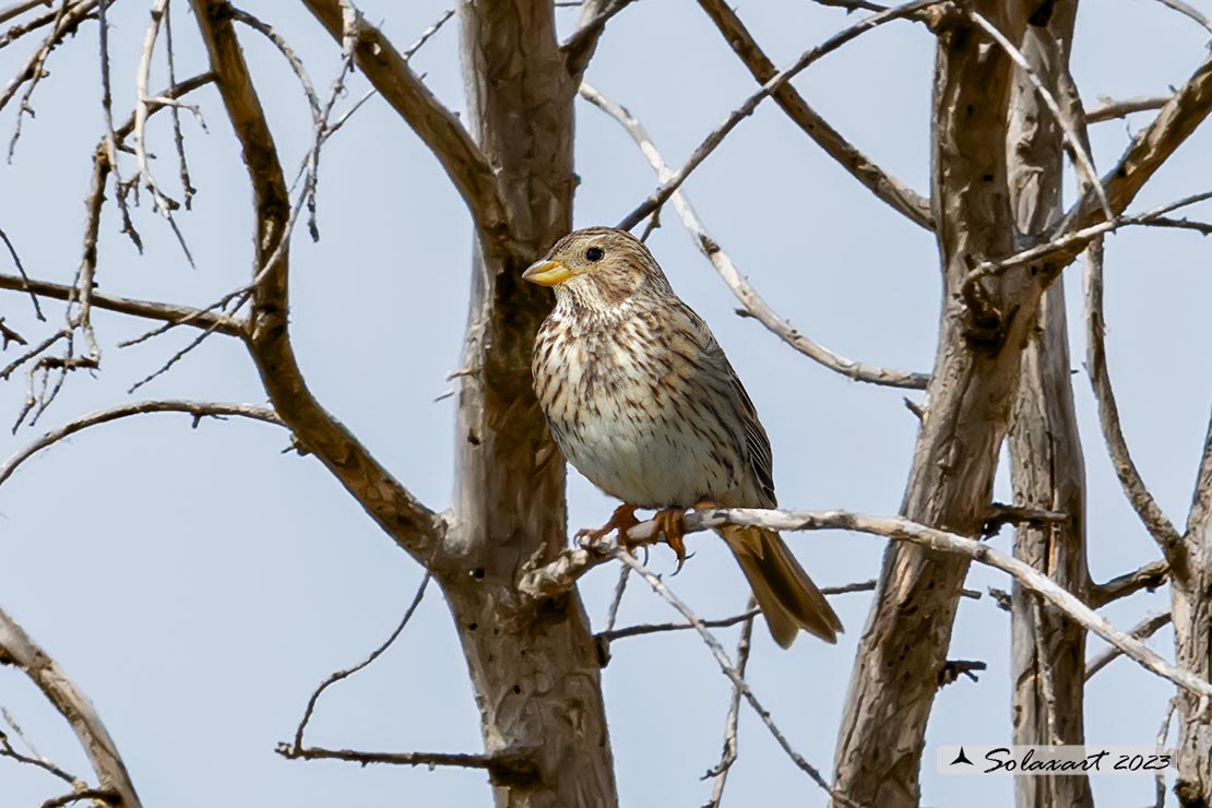 Emberiza calandra - Strillozzo - Corn Bunting
