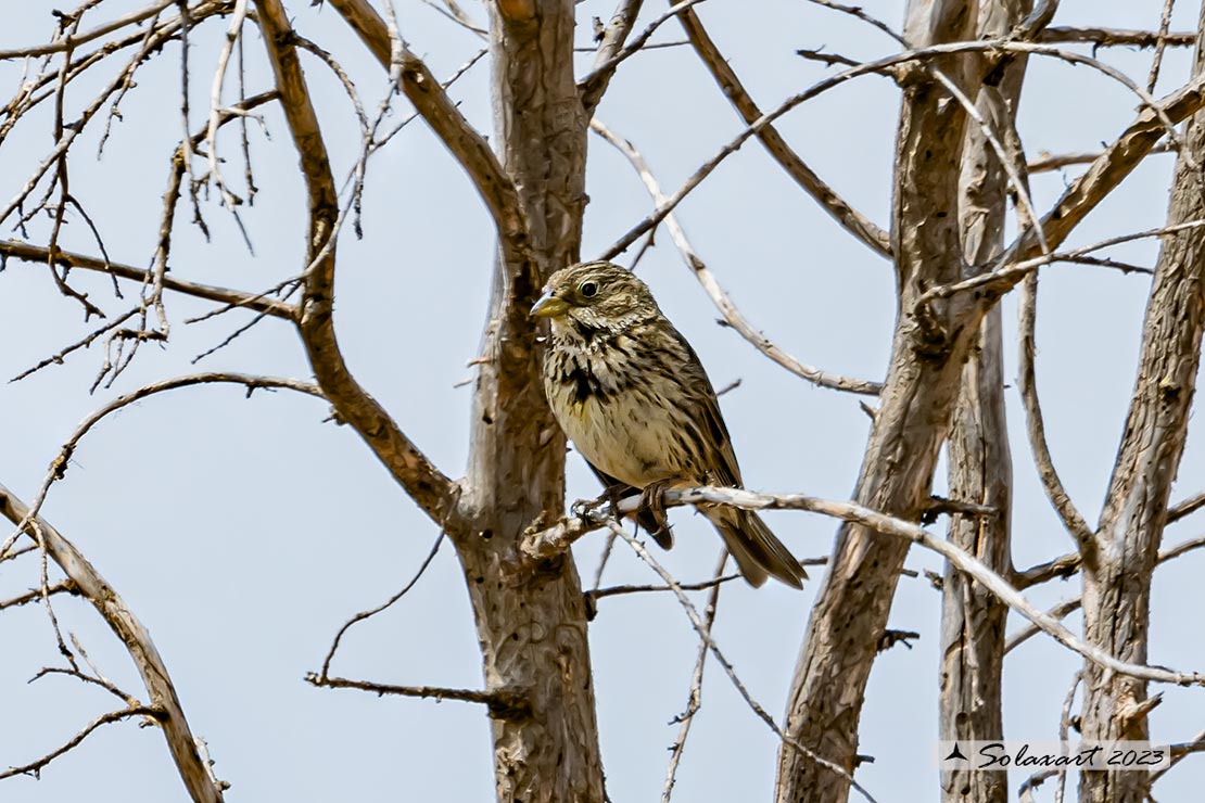 Emberiza calandra - Strillozzo - Corn Bunting