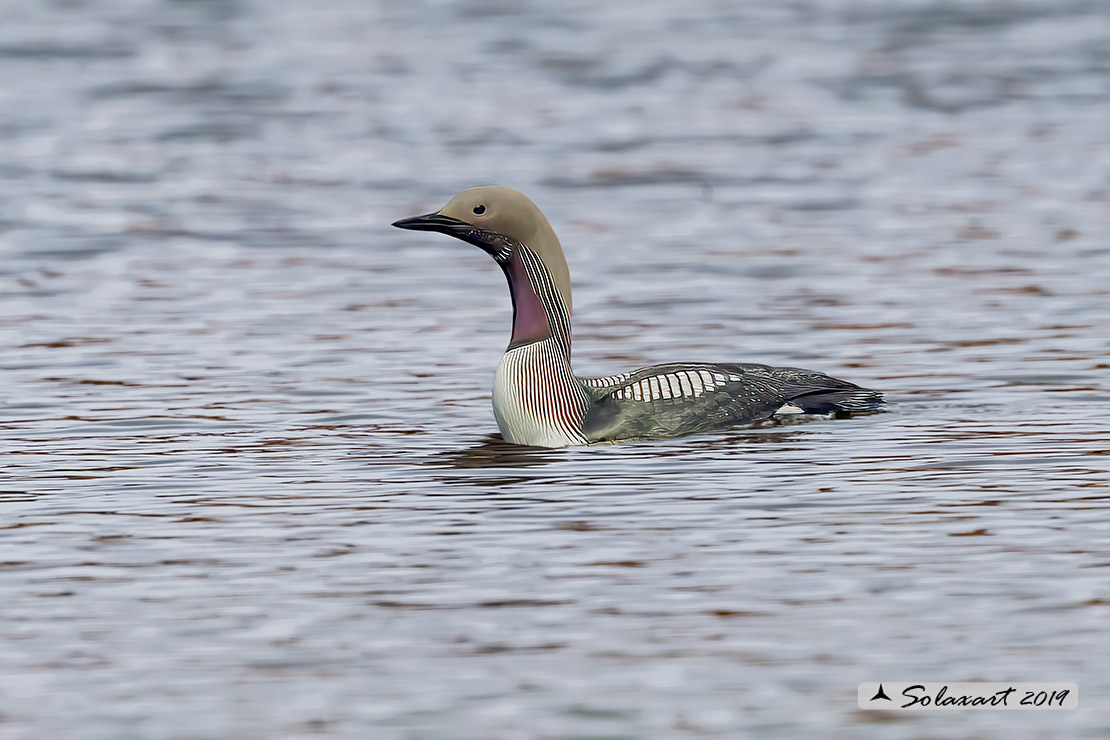 Gavia arctica - Strolaga mezzana - Black-throated loon or diver