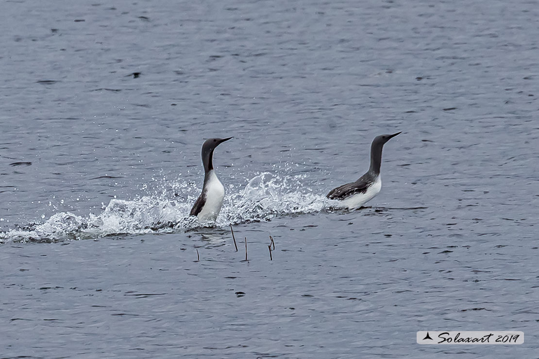 Gavia stellata - Strolaga minore - Red-throated loon or diver