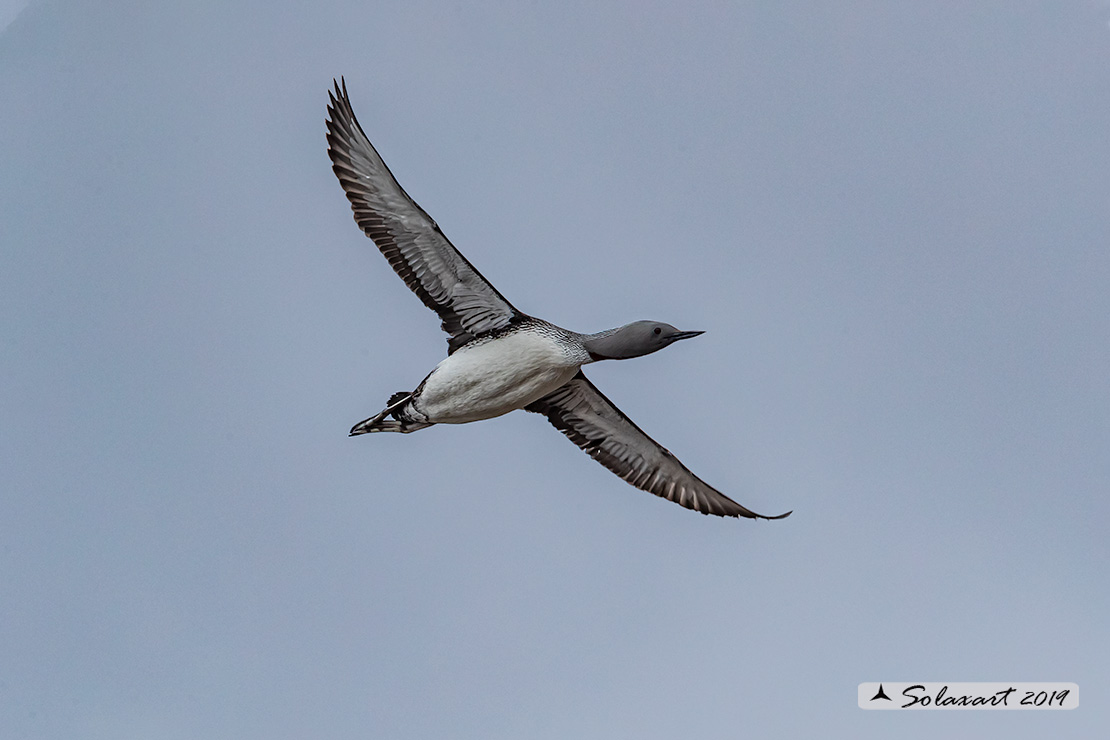 Gavia stellata - Strolaga minore - Red-throated loon or diver