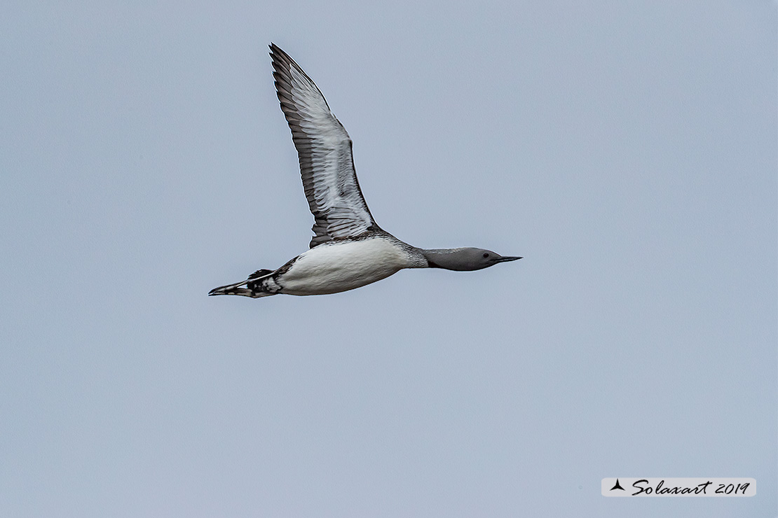 Gavia stellata - Strolaga minore - Red-throated loon or diver