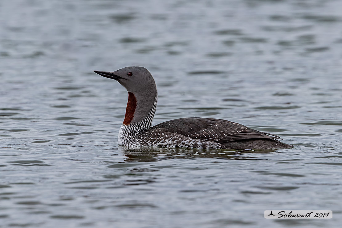 Gavia stellata - Strolaga minore - Red-throated loon or diver