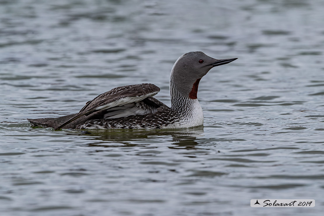 Gavia stellata - Strolaga minore - Red-throated loon or diver