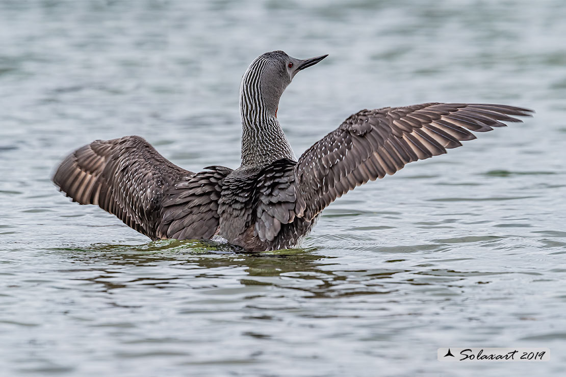 Gavia stellata - Strolaga minore - Red-throated loon or diver