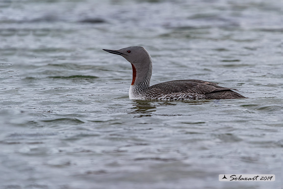 Gavia stellata - Strolaga minore - Red-throated loon or diver