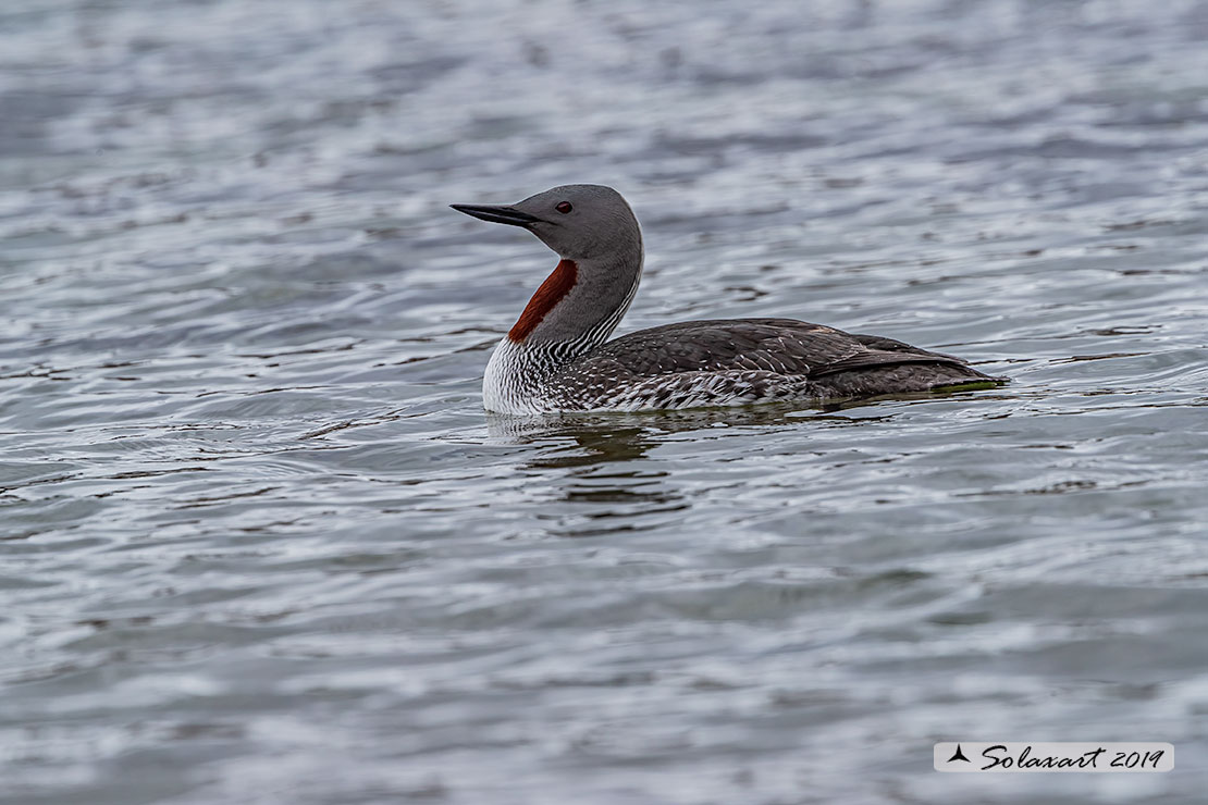 Gavia stellata - Strolaga minore - Red-throated loon or diver