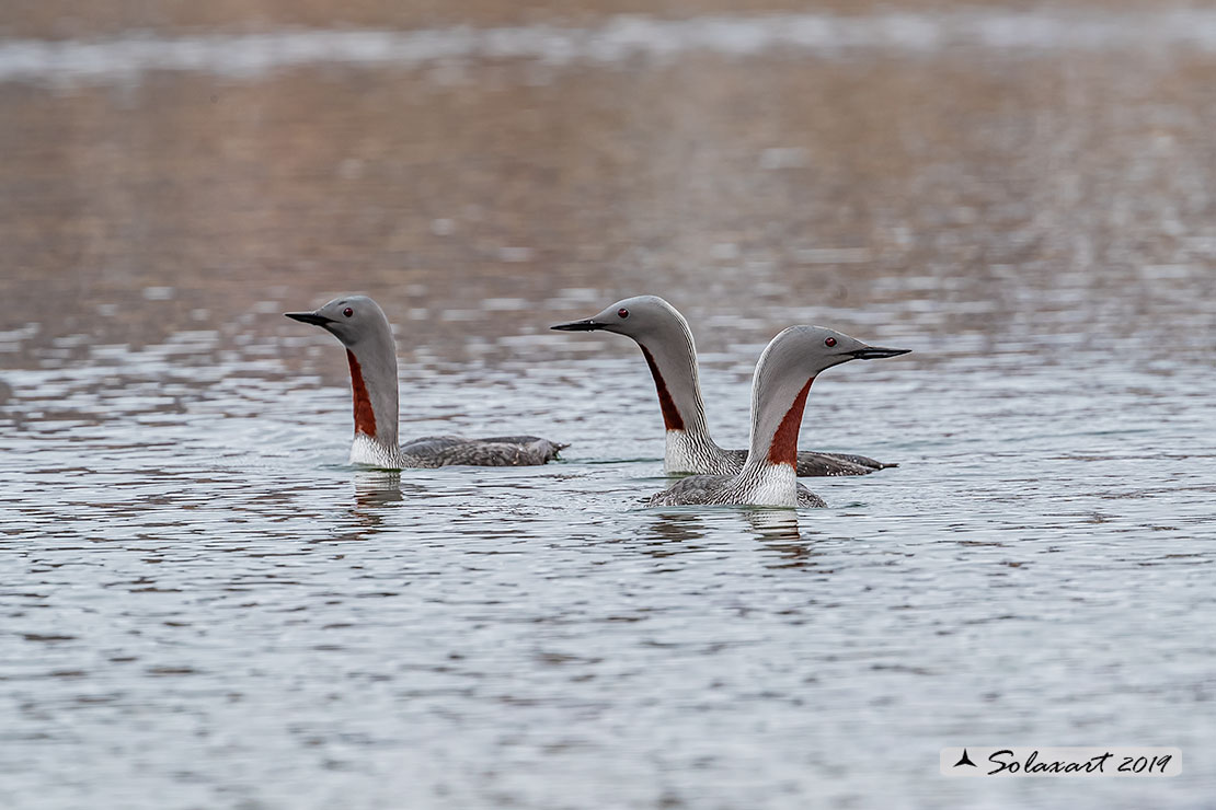 Gavia stellata - Strolaga minore - Red-throated loon or diver