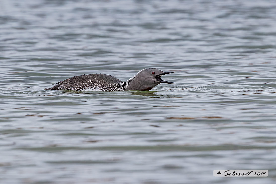 Gavia stellata - Strolaga minore - Red-throated loon or diver