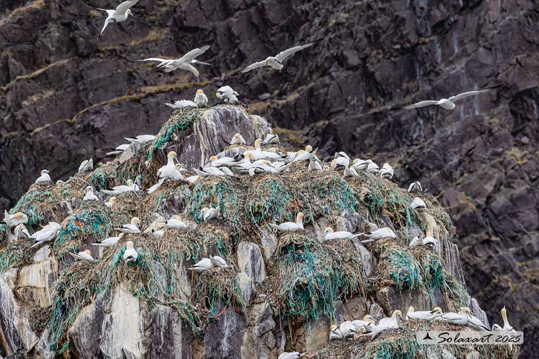 Morus bassanus: Sula bassana; Northern gannet
