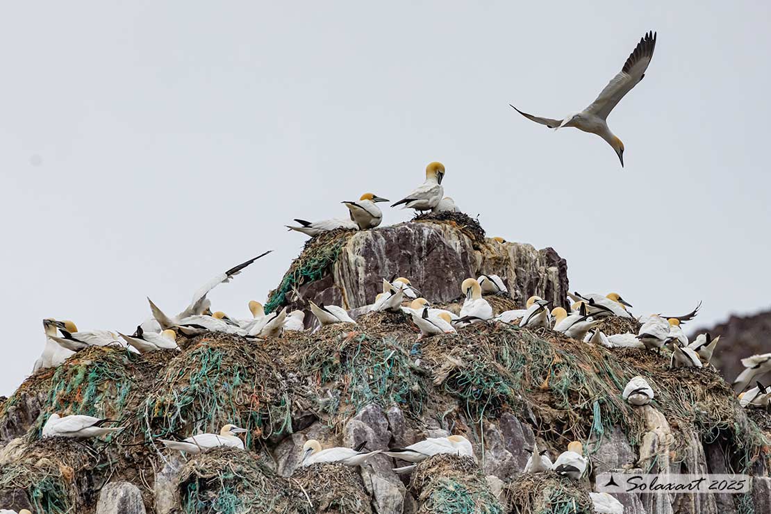 Morus bassanus: Sula bassana; Northern gannet
