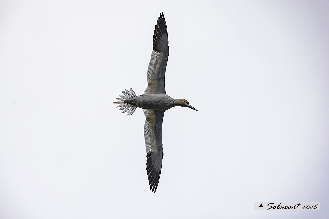 Morus bassanus: Sula bassana; Northern gannet
