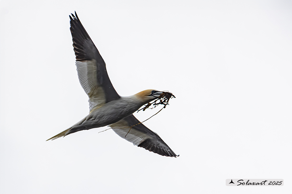 Morus bassanus: Sula bassana; Northern gannet