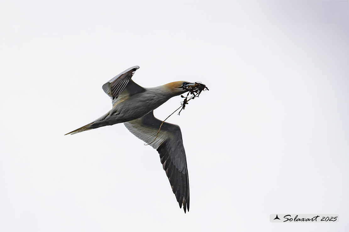 Morus bassanus: Sula bassana; Northern gannet
