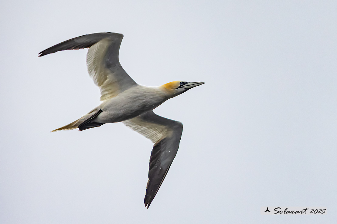 Morus bassanus: Sula bassana; Northern gannet