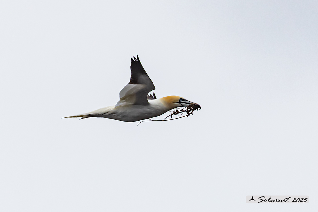 Morus bassanus: Sula bassana; Northern gannet