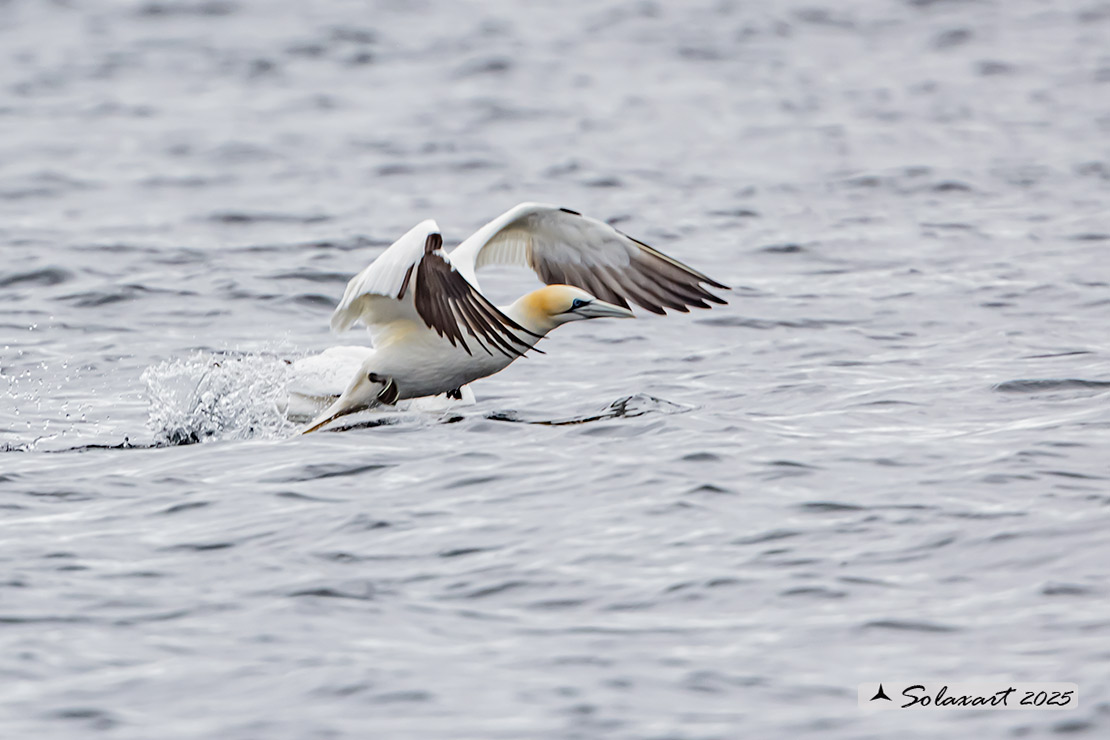 Morus bassanus: Sula bassana; Northern gannet