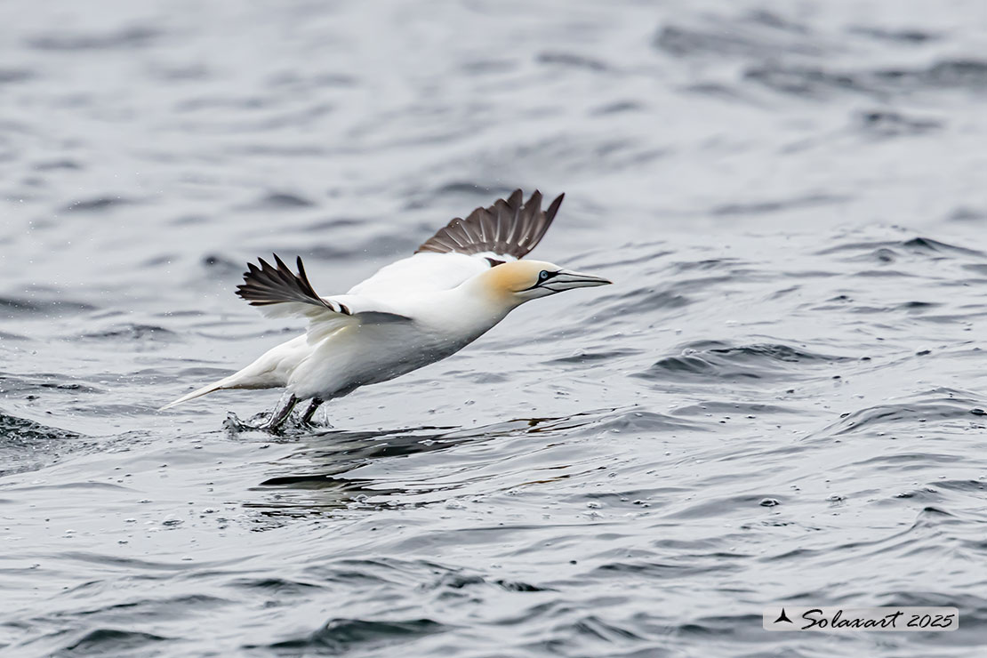 Morus bassanus: Sula bassana; Northern gannet