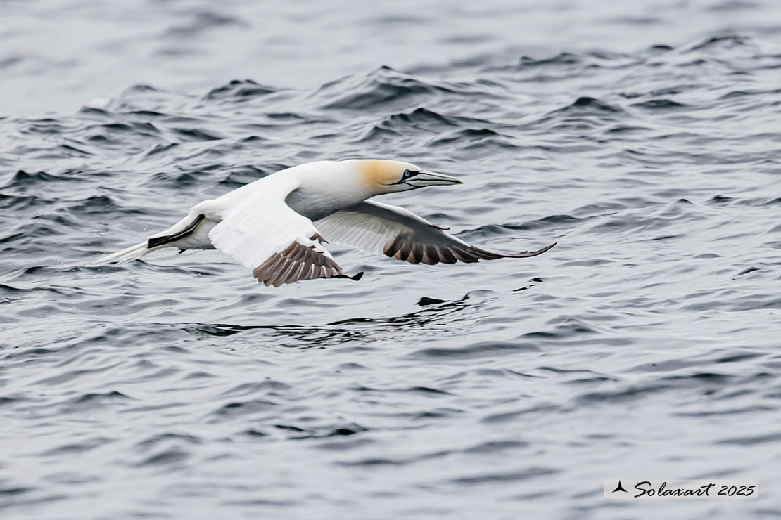 Morus bassanus: Sula bassana; Northern gannet