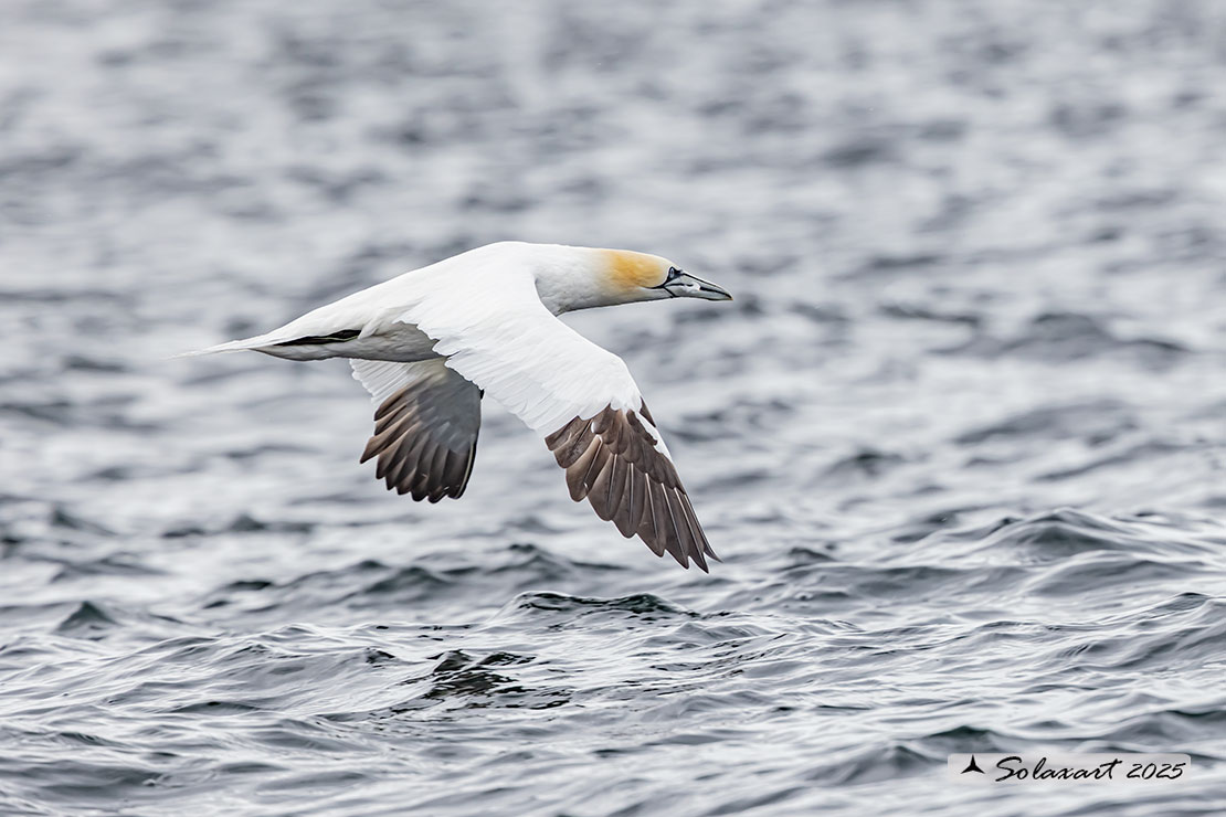 Morus bassanus: Sula bassana; Northern gannet