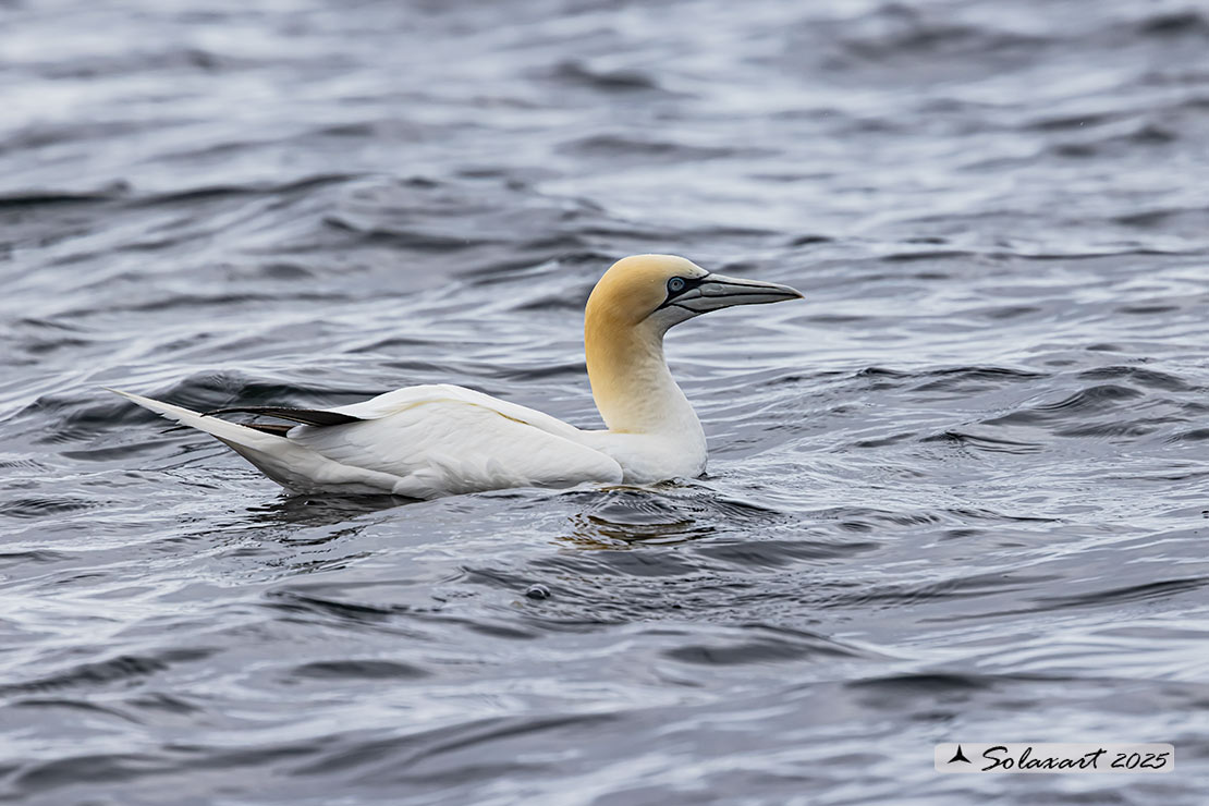 Morus bassanus: Sula bassana; Northern gannet