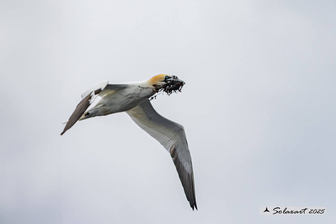 Morus bassanus: Sula bassana; Northern gannet