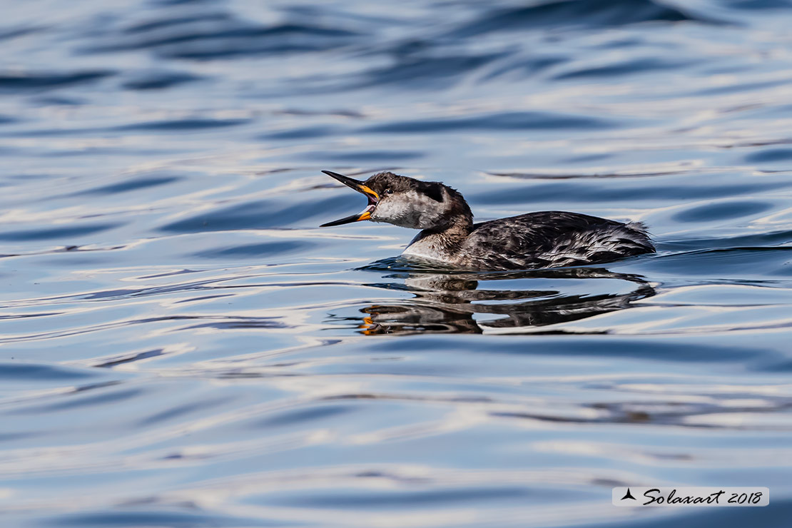 Podiceps grisegena - Svasso collorosso - Red-necked Grebe