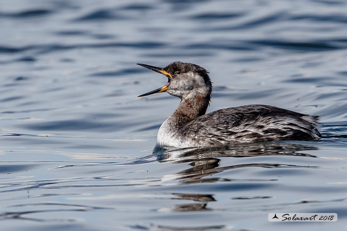 Podiceps grisegena - Svasso collorosso - Red-necked Grebe