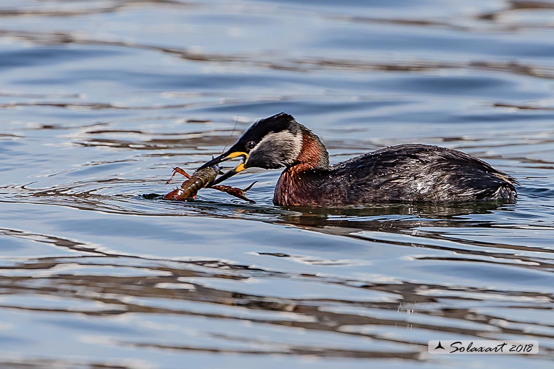 Podiceps grisegena - Svasso collorosso - Red-necked Grebe