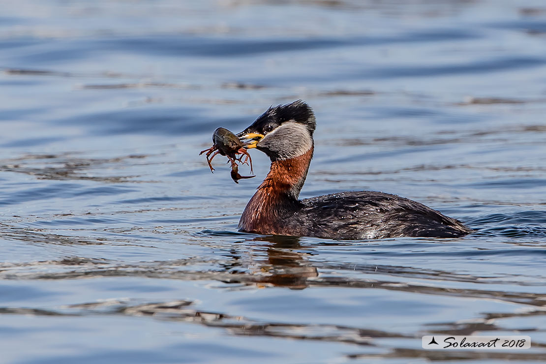 Podiceps grisegena - Svasso collorosso - Red-necked Grebe