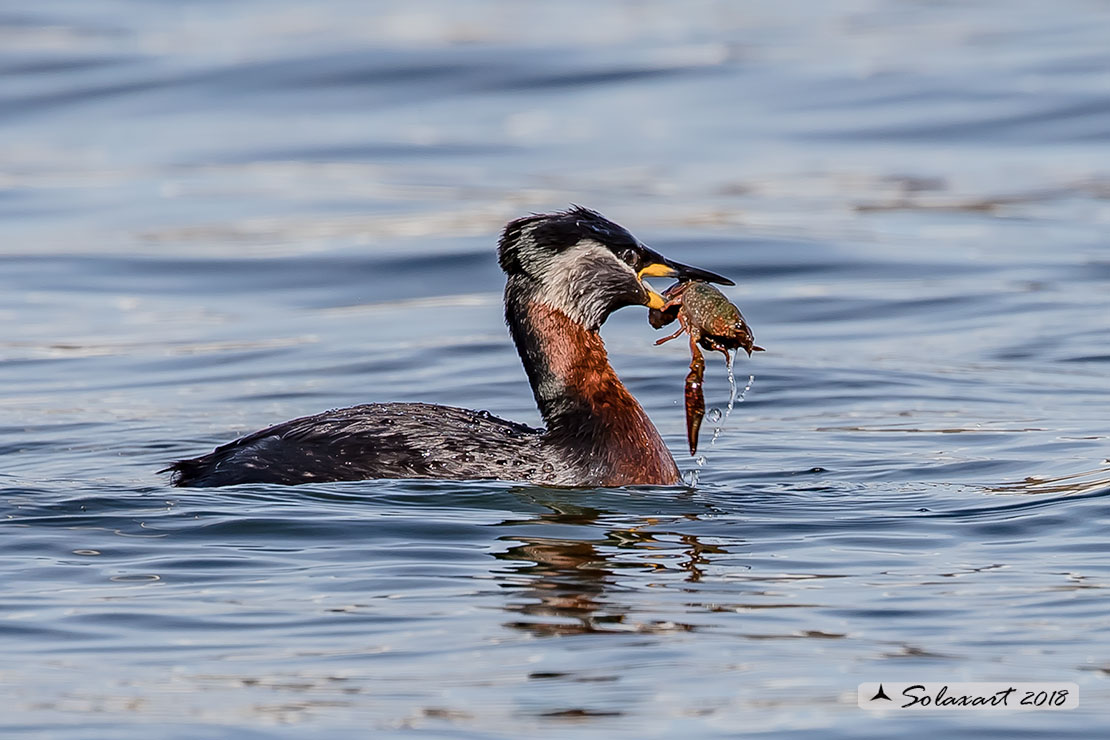 Podiceps grisegena - Svasso collorosso - Red-necked Grebe