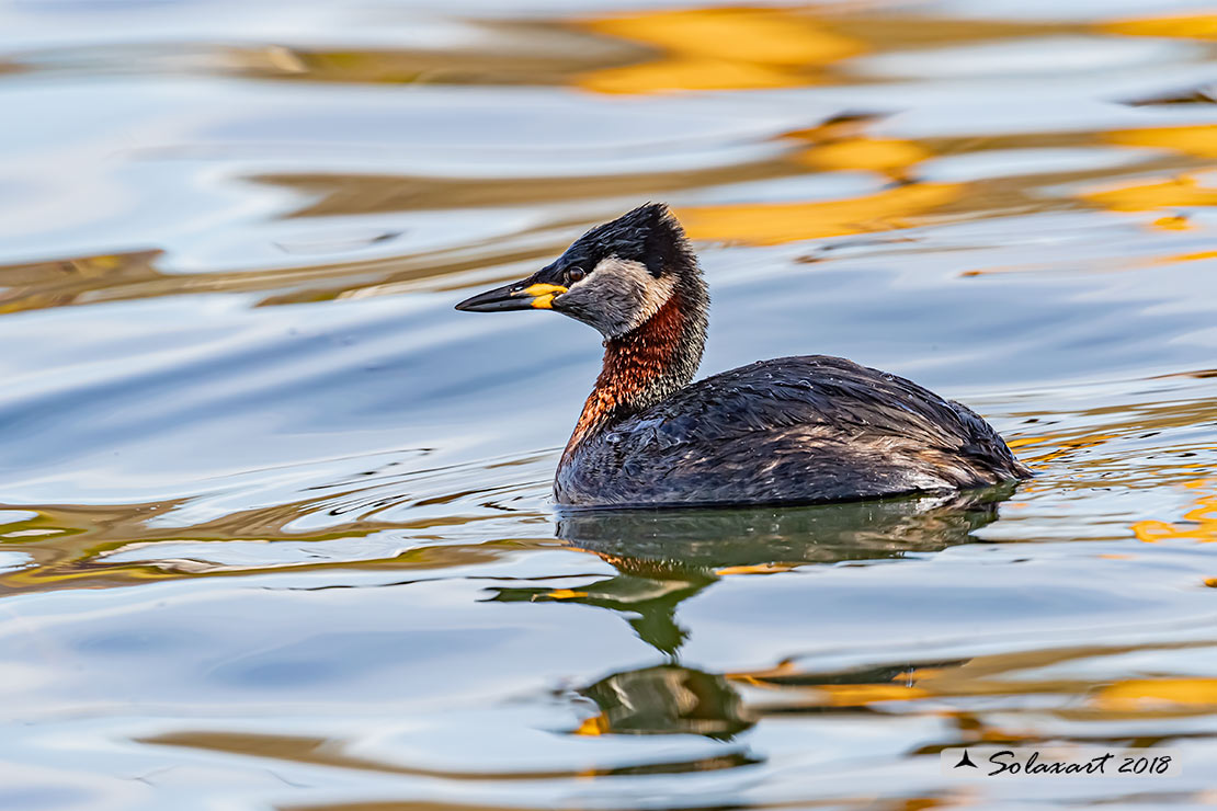 Podiceps grisegena - Svasso collorosso - Red-necked Grebe