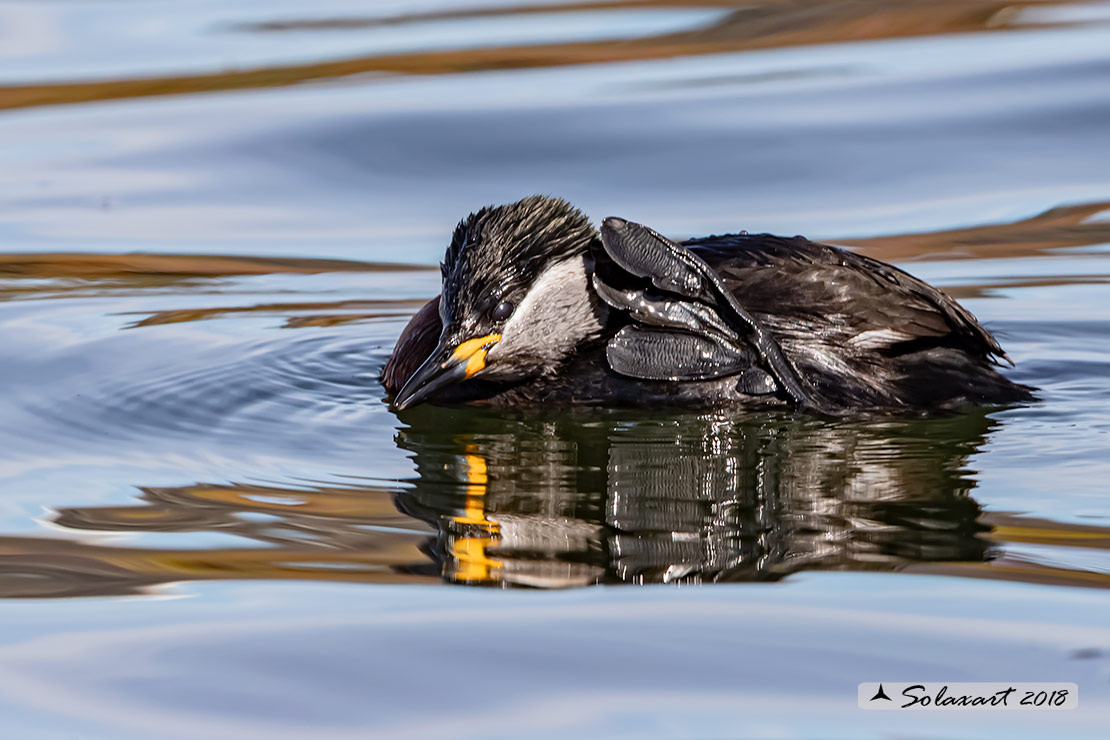 Podiceps grisegena - Svasso collorosso - Red-necked Grebe