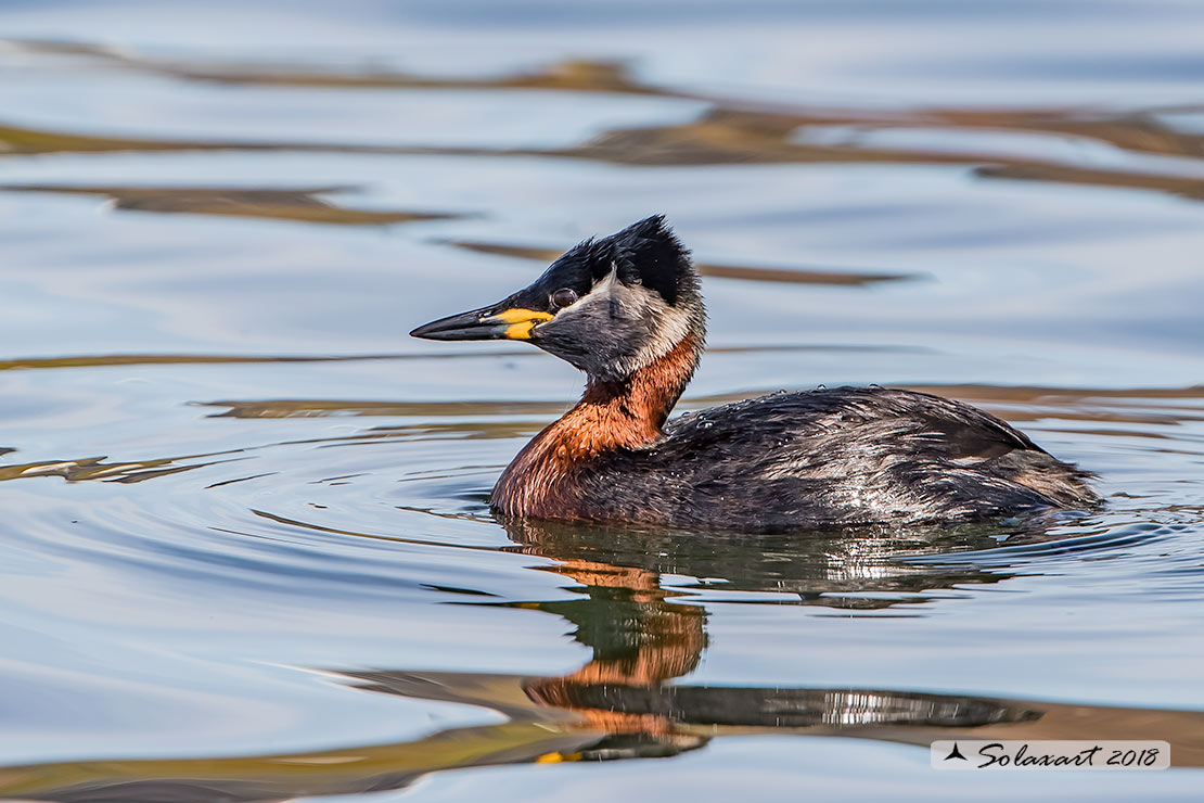 Podiceps grisegena - Svasso collorosso - Red-necked Grebe